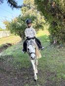Poney welsh PP