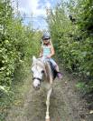 Poney welsh PP