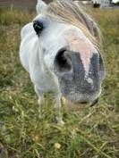Poney welsh PP