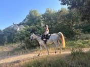 Poney welsh PP