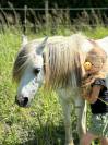 Poney welsh PP