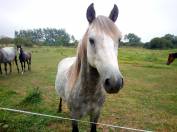 Étalon croisé connemara-welsh