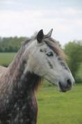 Poney loisirs 9 ans