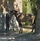 Entier Pure Race Espagnole 