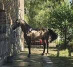 Entier Pure Race Espagnole 