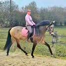 Entier Pure Race Espagnole 