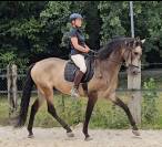 Entier Pure Race Espagnole 