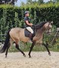 Entier Pure Race Espagnole 