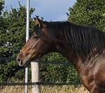 Jument Pure Race Espagnole 