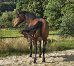 Jument Pure Race Espagnole 