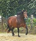 Jument Pure Race Espagnole 