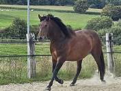 Jument Pure Race Espagnole 