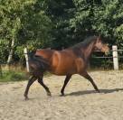 Jument Pure Race Espagnole 