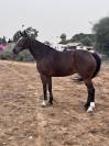 À vendre – Jument KWPN, fille de Kannan, 7 ans