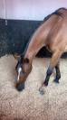À vendre – Jument KWPN, fille de Kannan, 7 ans