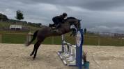 Hongre 4ans gris foncé 