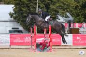 Hongre 4ans gris foncé 