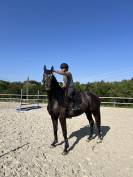 Hongre 4ans gris foncé 