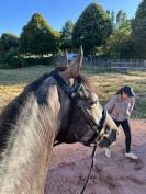Hongre 4ans gris foncé 
