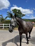 Hongre 4ans gris foncé 