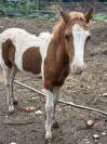 Poulain welsh par bred 