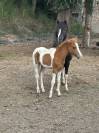 Poulain welsh par bred 
