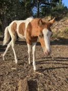 Poulain welsh par bred 