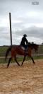 À VENDRE – Cheval Pur-Sang Anglais Hongre