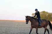 À VENDRE – Cheval Pur-Sang Anglais Hongre