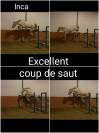 Magnifique jument 12 ans