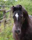 Ruin Welsh Pony (Section B) Te koop 2022 Zwart ,  HILIN PRINCE RONDO