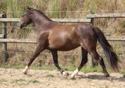 Ruin Welsh Pony (Section B) Te koop 2022 Zwart ,  HILIN PRINCE RONDO