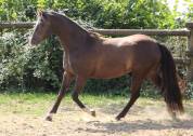 Ruin Welsh Pony (Section B) Te koop 2022 Zwart ,  HILIN PRINCE RONDO