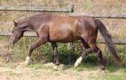 Ruin Welsh Pony (Section B) Te koop 2022 Zwart ,  HILIN PRINCE RONDO