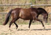 Ruin Welsh Pony (Section B) Te koop 2022 Zwart ,  HILIN PRINCE RONDO