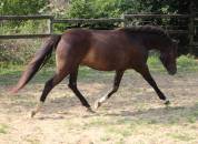 Ruin Welsh Pony (Section B) Te koop 2022 Zwart ,  HILIN PRINCE RONDO