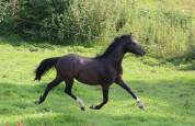 Ruin Welsh Pony (Section B) Te koop 2022 Zwart ,  HILIN PRINCE RONDO