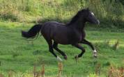 Ruin Welsh Pony (Section B) Te koop 2022 Zwart ,  HILIN PRINCE RONDO
