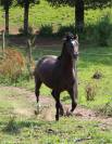 Ruin Welsh Pony (Section B) Te koop 2022 Zwart ,  HILIN PRINCE RONDO