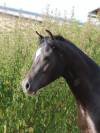 Ruin Welsh Pony (Section B) Te koop 2022 Zwart ,  HILIN PRINCE RONDO