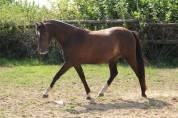 Ruin Welsh Pony (Section B) Te koop 2022 Zwart ,  HILIN PRINCE RONDO
