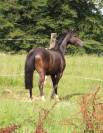 Ruin Welsh Pony (Section B) Te koop 2022 Zwart ,  HILIN PRINCE RONDO