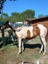 Puledra paint horse