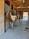 Puledra paint horse