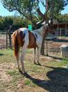 Puledra paint horse
