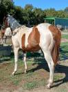 Puledra paint horse