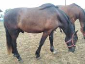Hongre OC PRE x Frison