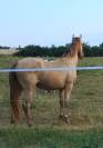 Poney AES Entier Champagne ambre 