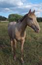 Poney AES Entier Champagne ambre 