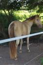 Poney AES Entier Champagne ambre 